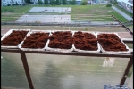 Vtáčkare moje_042